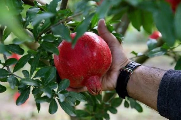 خرید نهال انار دانه سیاه