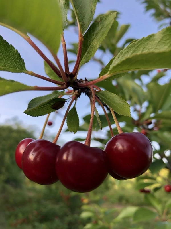 Cherry tree seedlings