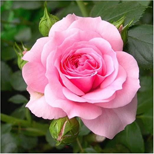 Pink rose seedlings