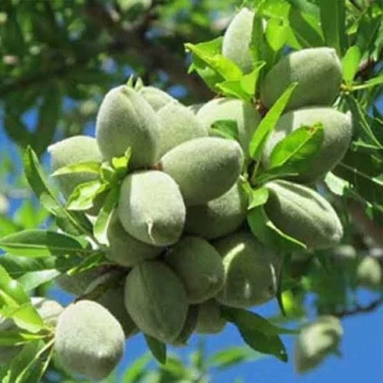Almond seedlings in bloom