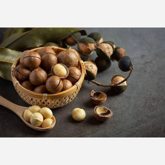 Macadamia nut seedlings