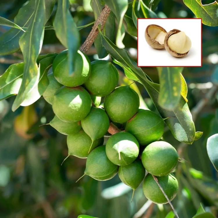 نهال فندق ماکادمیا خاص و زیبا