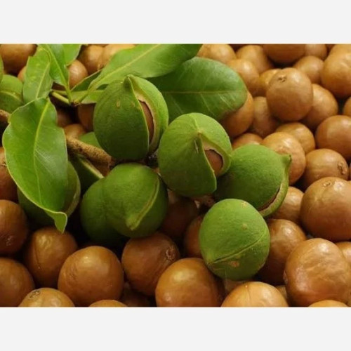 فندق ماکادمیا کمیاب