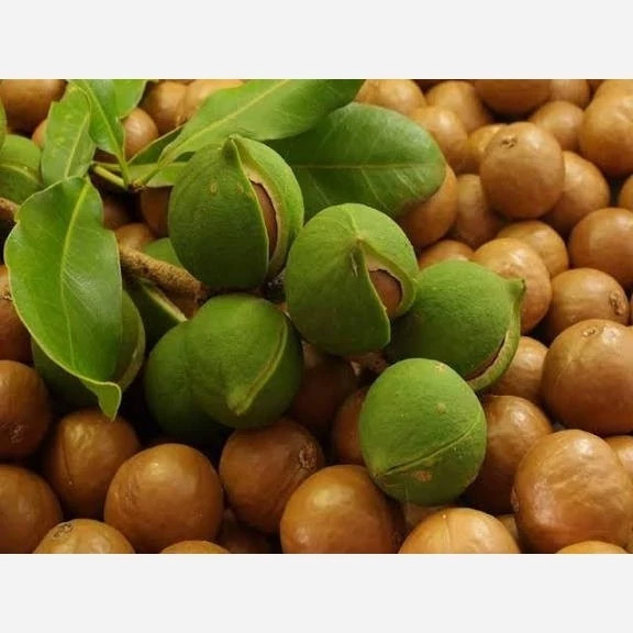 فندق ماکادمیا کمیاب