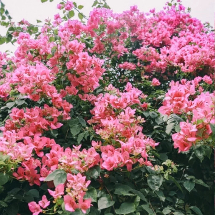 Plump pink paper flower seedlings