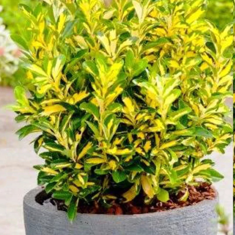 Golden boxwood seedlings