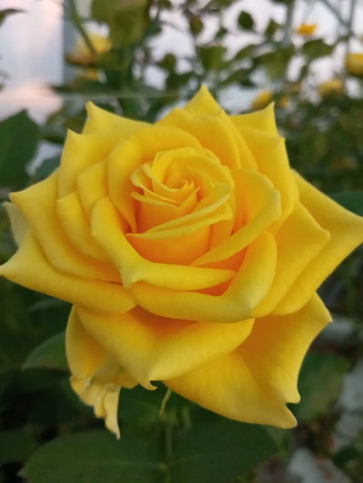 Yellow Dutch rose seedlings