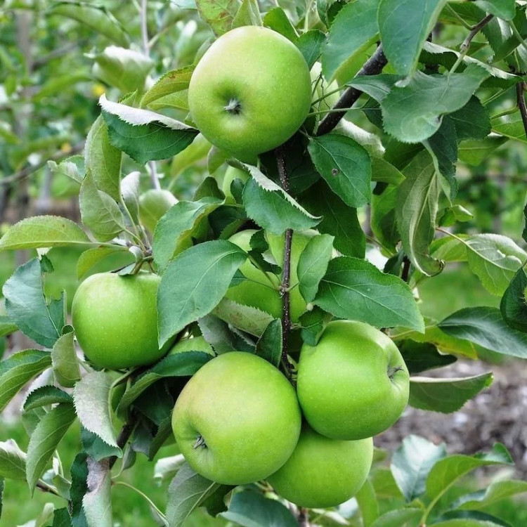 Sour apple seedlings