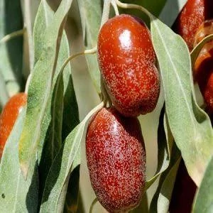 سنجد قزل خاص و کمیاب 