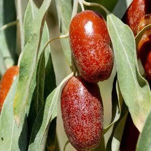 سنجد قزل خاص و کمیاب