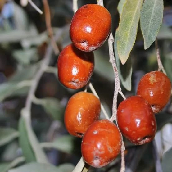 نهال سنجد قزل زیبا