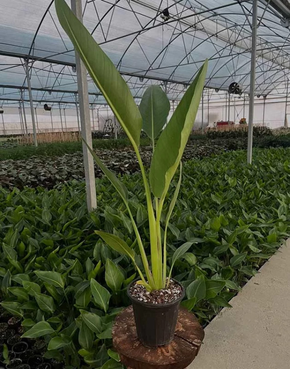 Traveler's palm flower