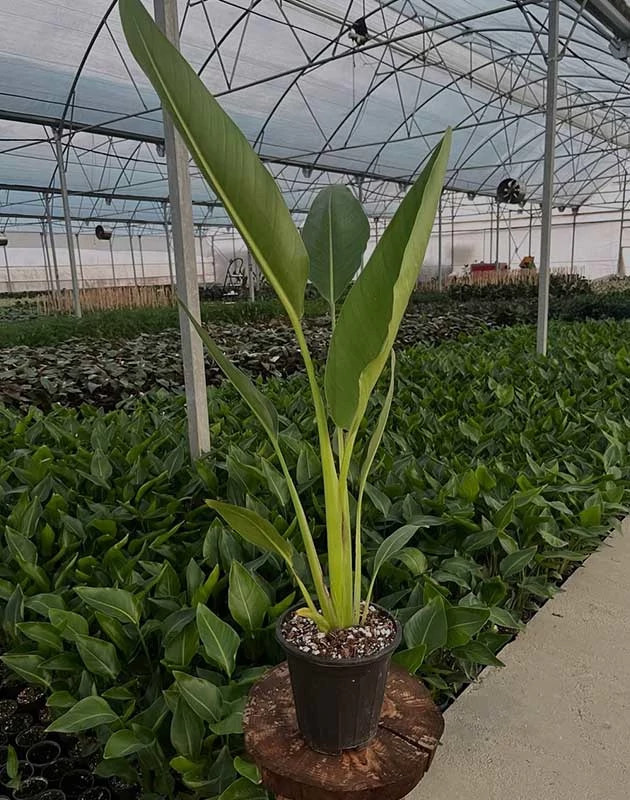 Traveler's palm flower