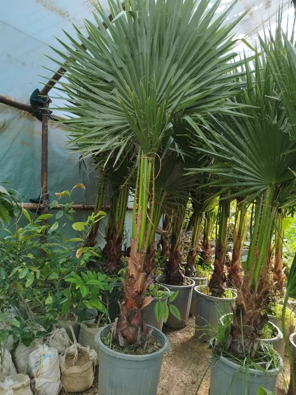 نهال زینتی پالم کپی
