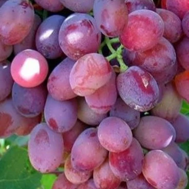 نهال انگور صاحبی قرمز
