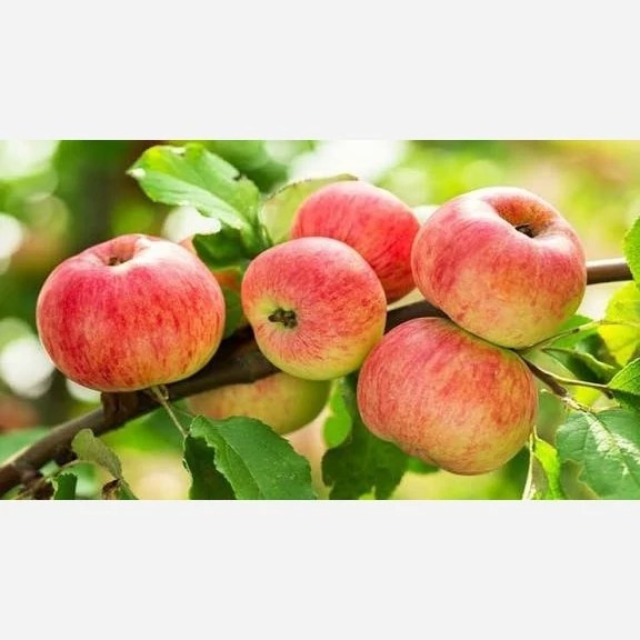 نهال سیب شفیع اباد