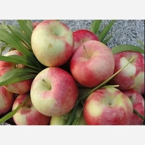 نهال سیب شفیع اباد