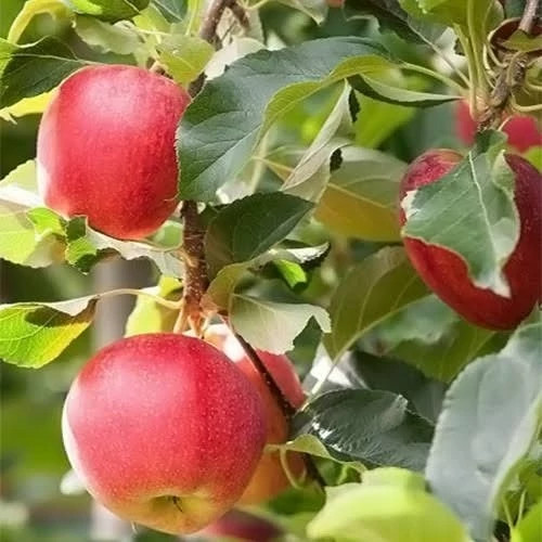 نهال سیب شفیع اباد