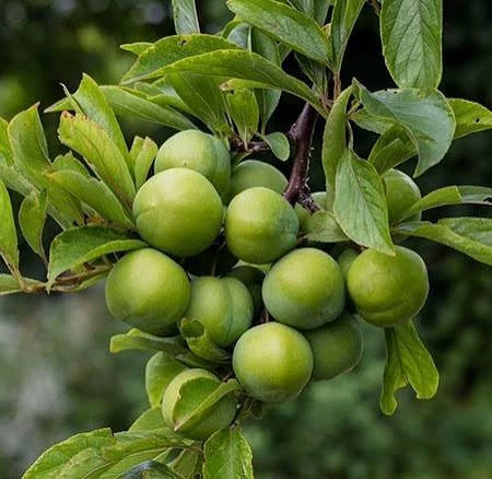نهال گوجه سبز