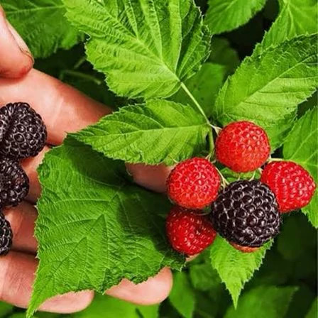 نهال رازبری قرمز