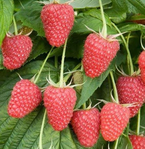 نهال رازبری قرمز
