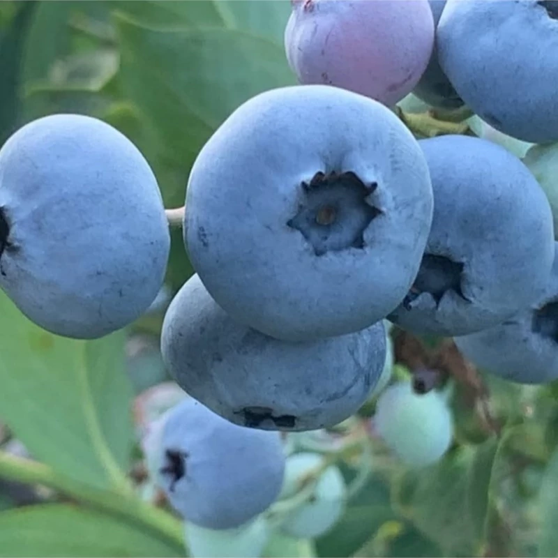 نهال بلوبری