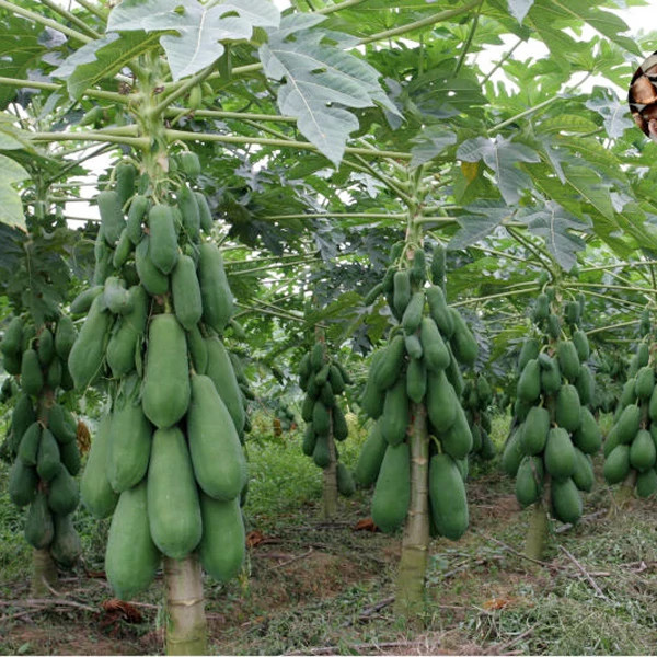 نهال پاپایا