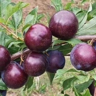 نهال الو بخارا
