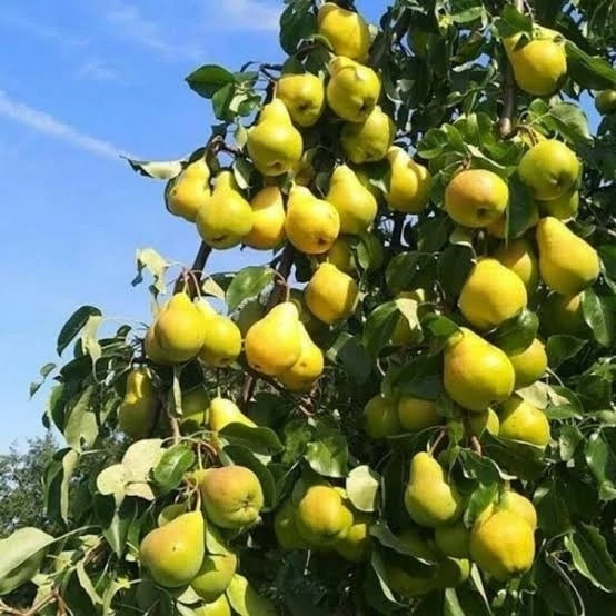 نهال گلابی