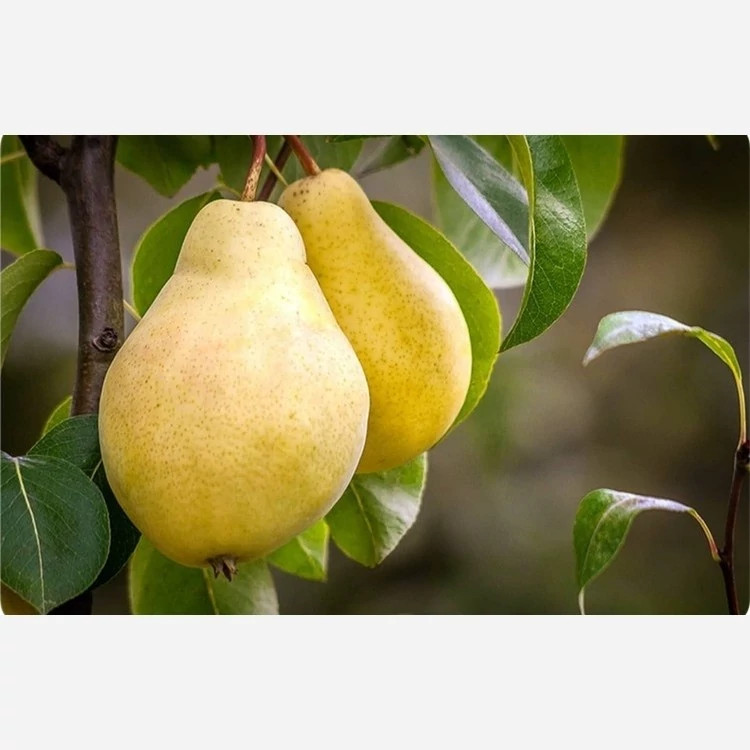 نهال گلابی