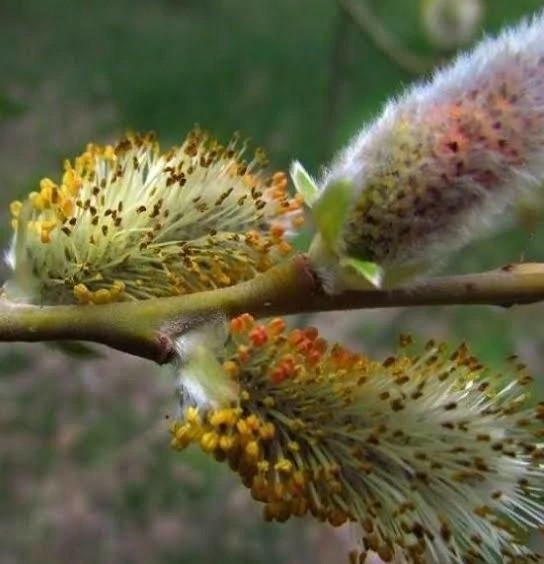 نهال بیدمشک
