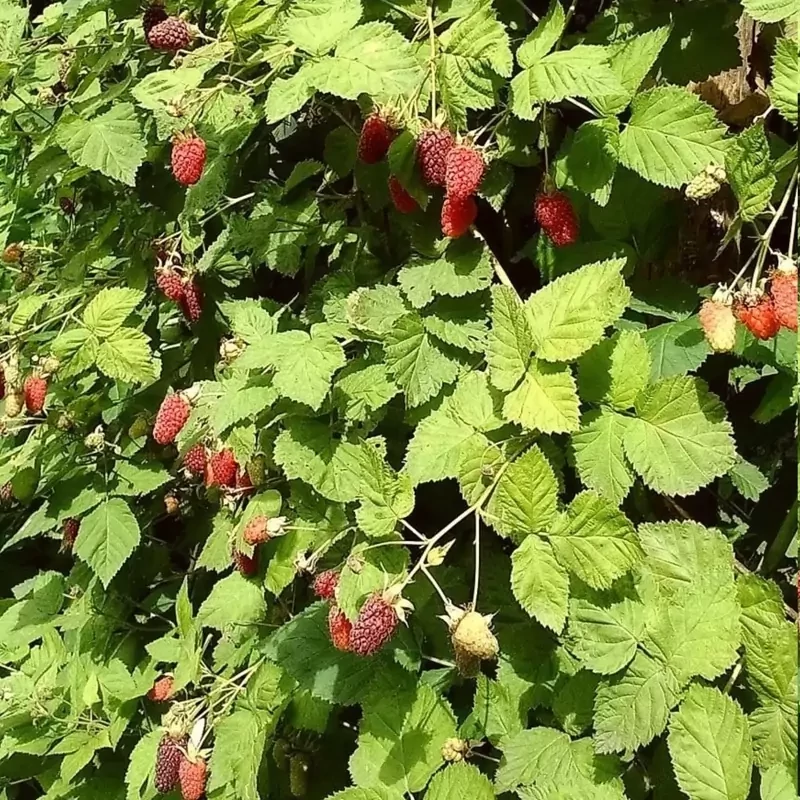 بوته لوگان بری