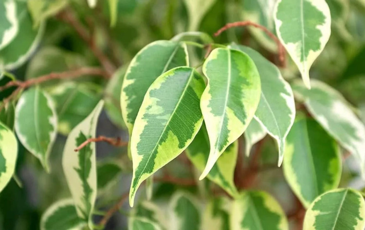 نهال گل بنجامین
