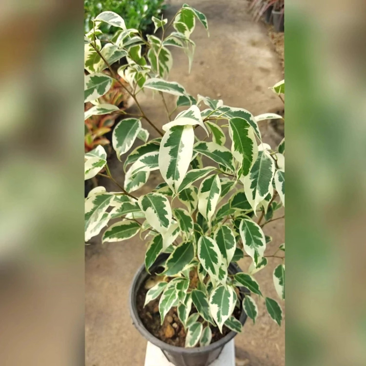 نهال گل بنجامین