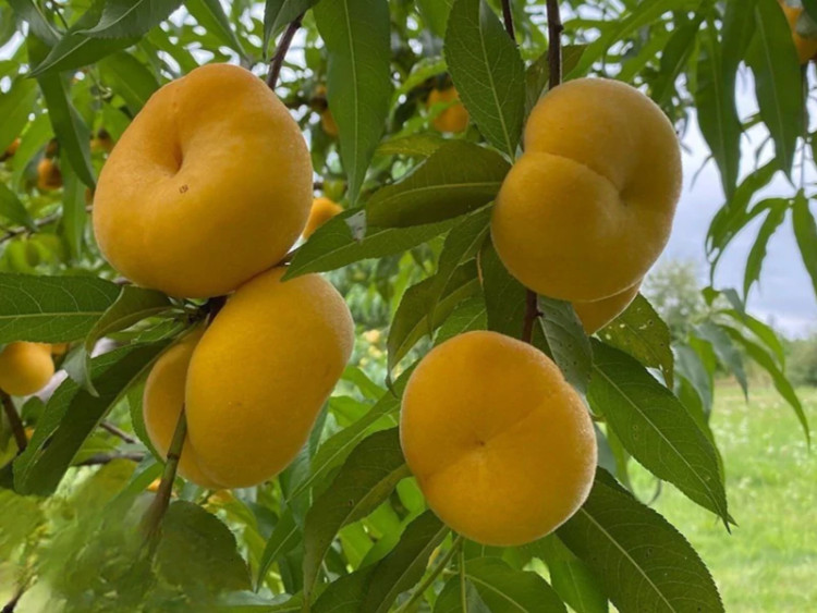نهال هلو انجیری آناناسی