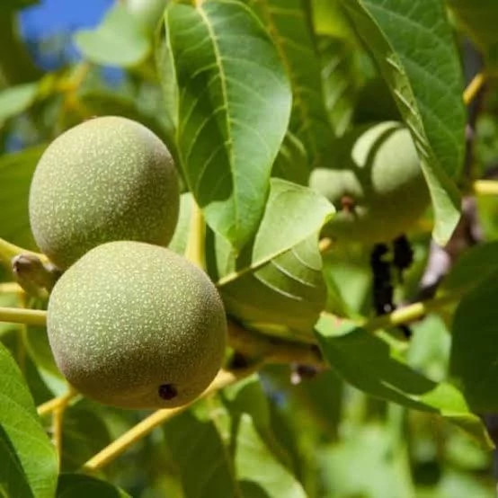 نهال گردو فرنور