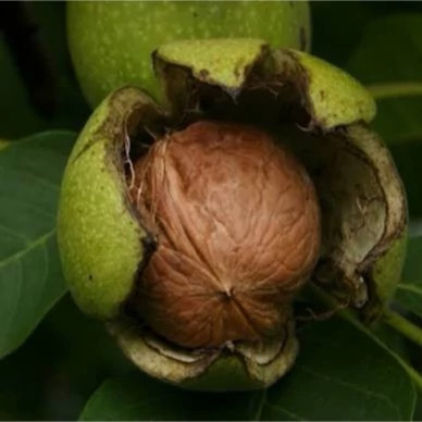 نهال گردو فرنور