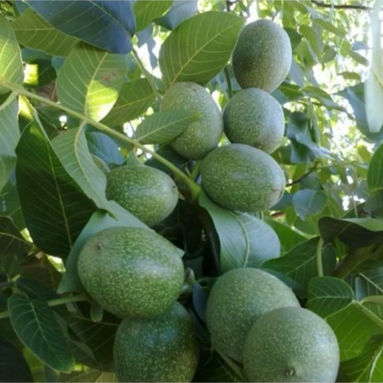 نهال گردو فرنور