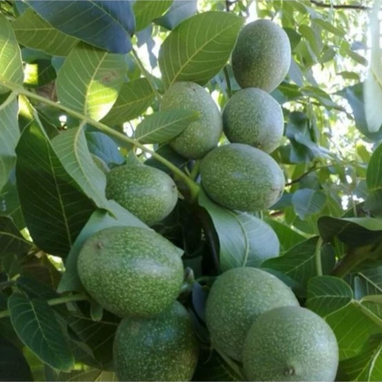 نهال گردو فرنور