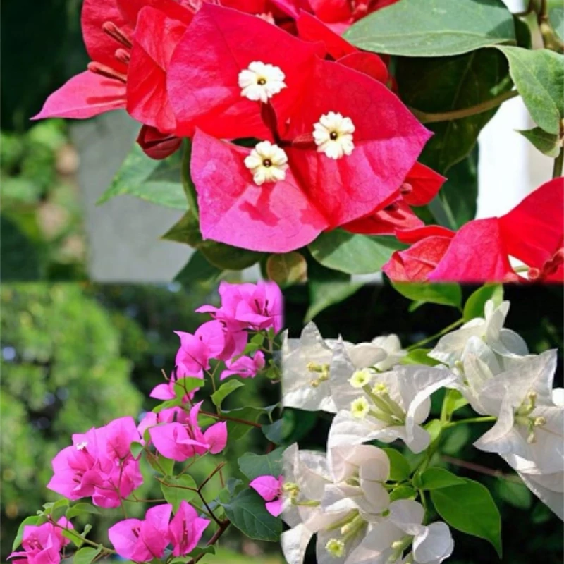 نهال گل کاغذی