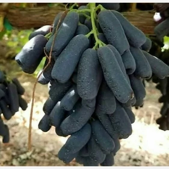 نهال انگور موندراپ