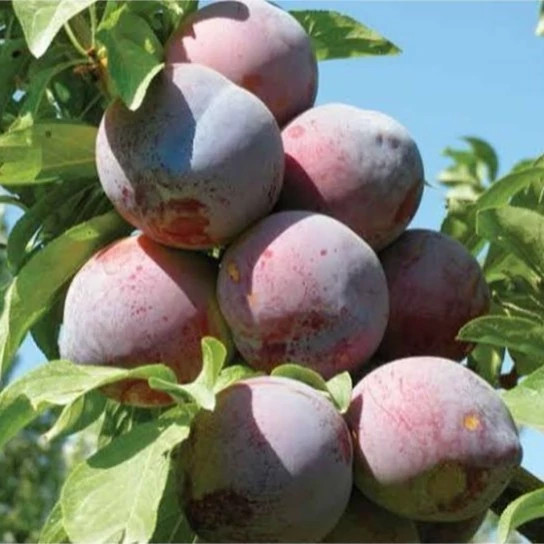 نهال الو شابلون