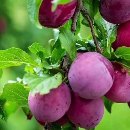 نهال الو شابلون