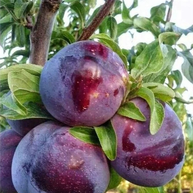 نهال الو شابلون