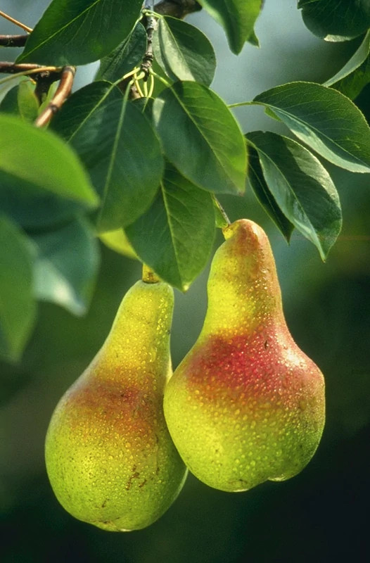 نهال گلابی کلاپ