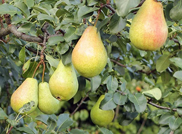 نهال گلابی کلاپ