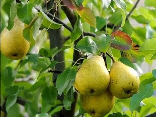 نهال گلابی کلاپ
