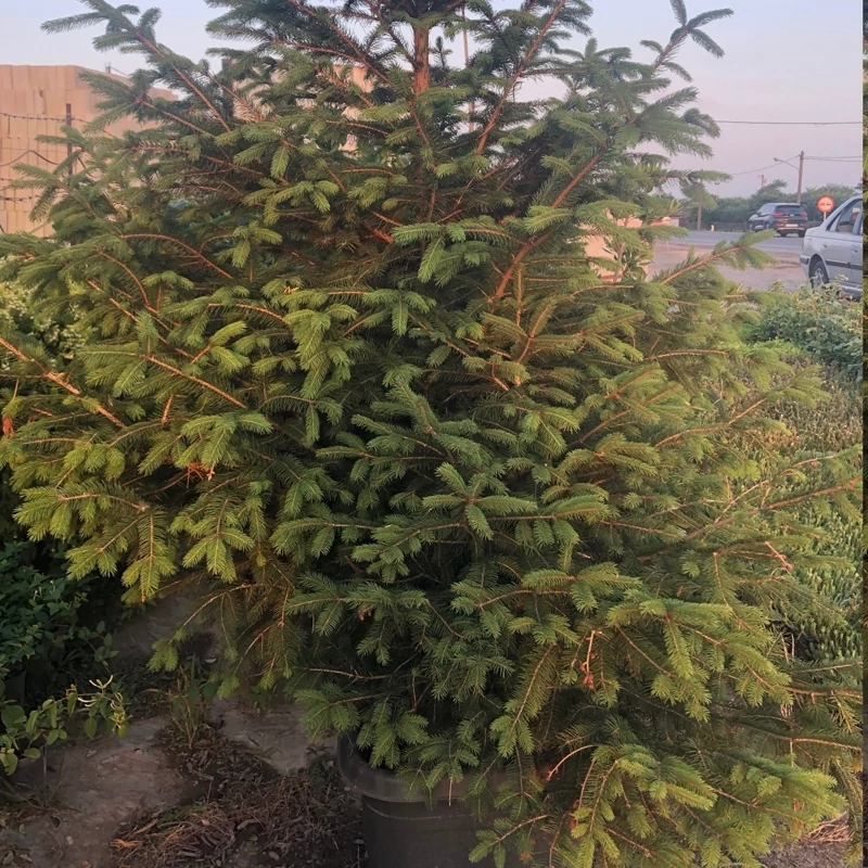نهال نوئل سبز