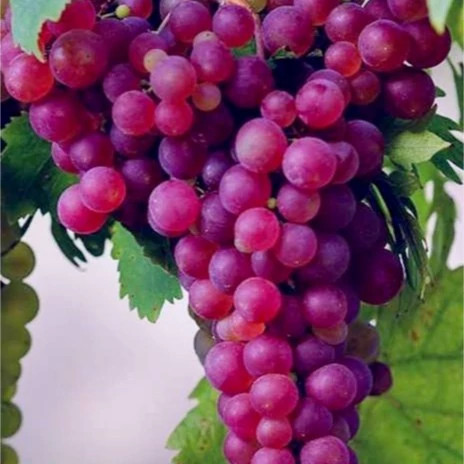 نهال انگور صاحبی