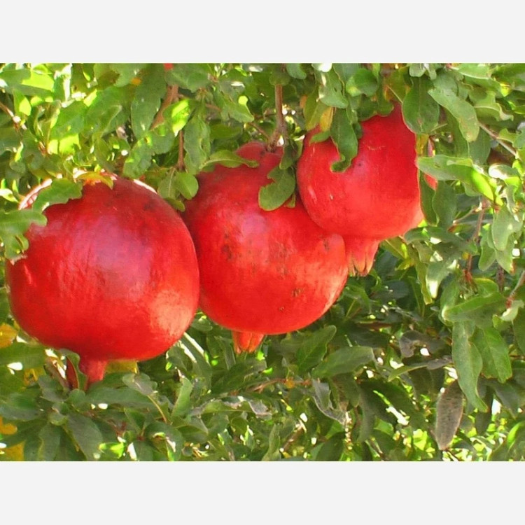 نهال انار ساوه